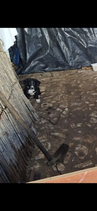 Border collir cão de raça