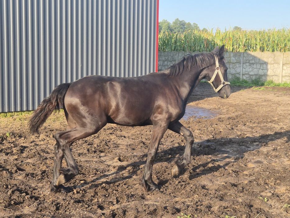 PIĘKNA Klacz fryzyjska fryz cudowny ruch