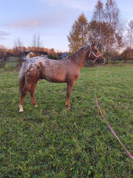 Sprzedam Wałacha taranta