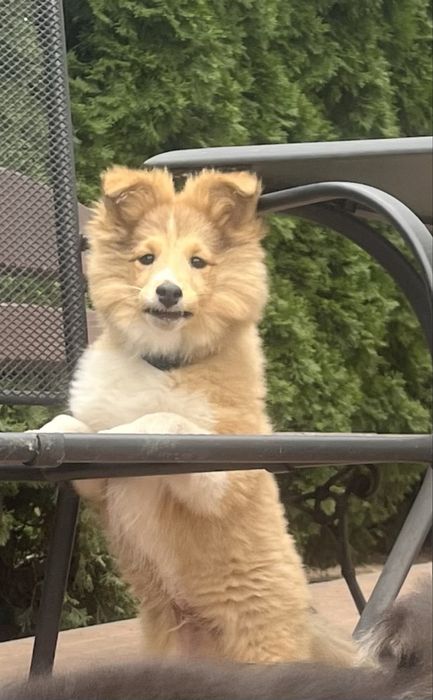 Owczarek szetlandzki  sheltie -piesek gotowy do odbioru