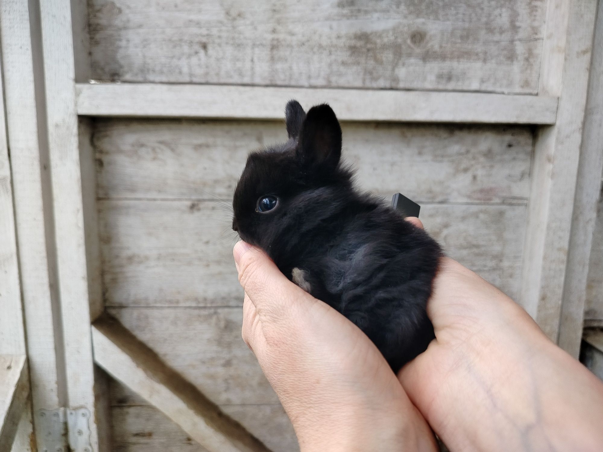 Króliki miniaturki karzełek teddy