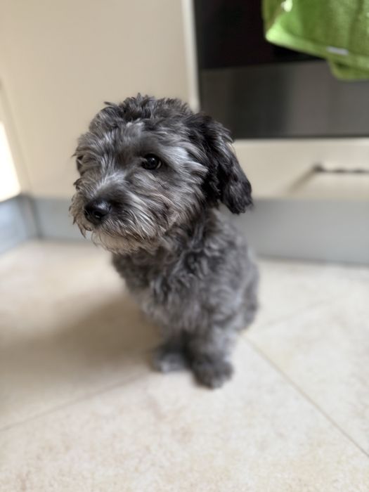 Собака метис мальтезе и йорка