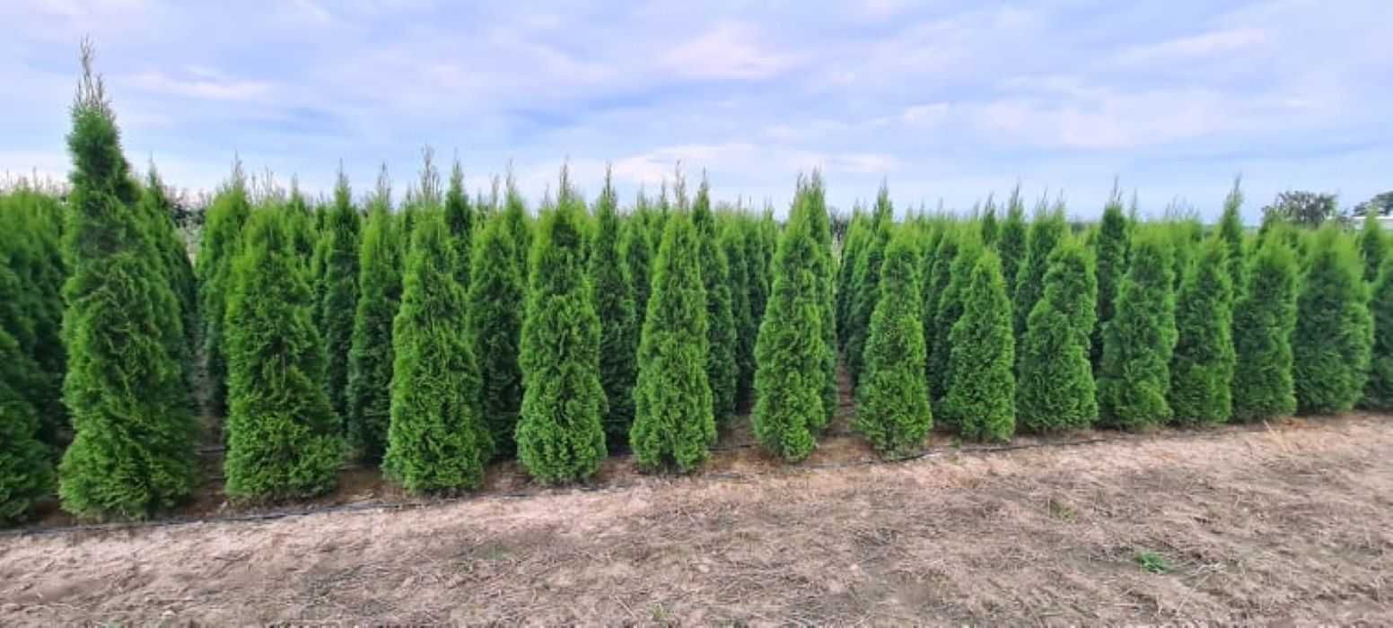 Thuja Smaragd Tuja Szmaragd 180-200 cm BARDZO WYSOKA JAKOŚĆ-PRODUCENT