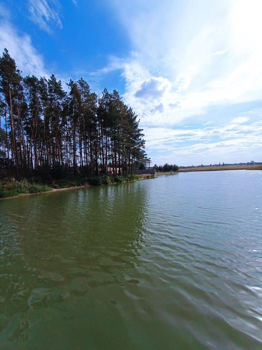 16,5 сот біля соснового лісу та водойми