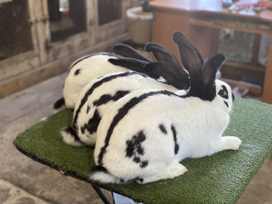 Olbrzym Belgijski i Olbrzym Srokacz z rodowodami