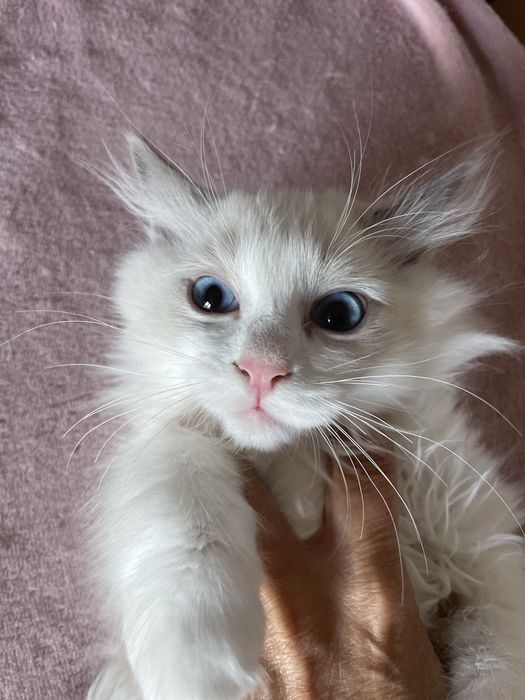 Śliczny kocurek Ragdoll - rodowod FPL - domowa hodowla