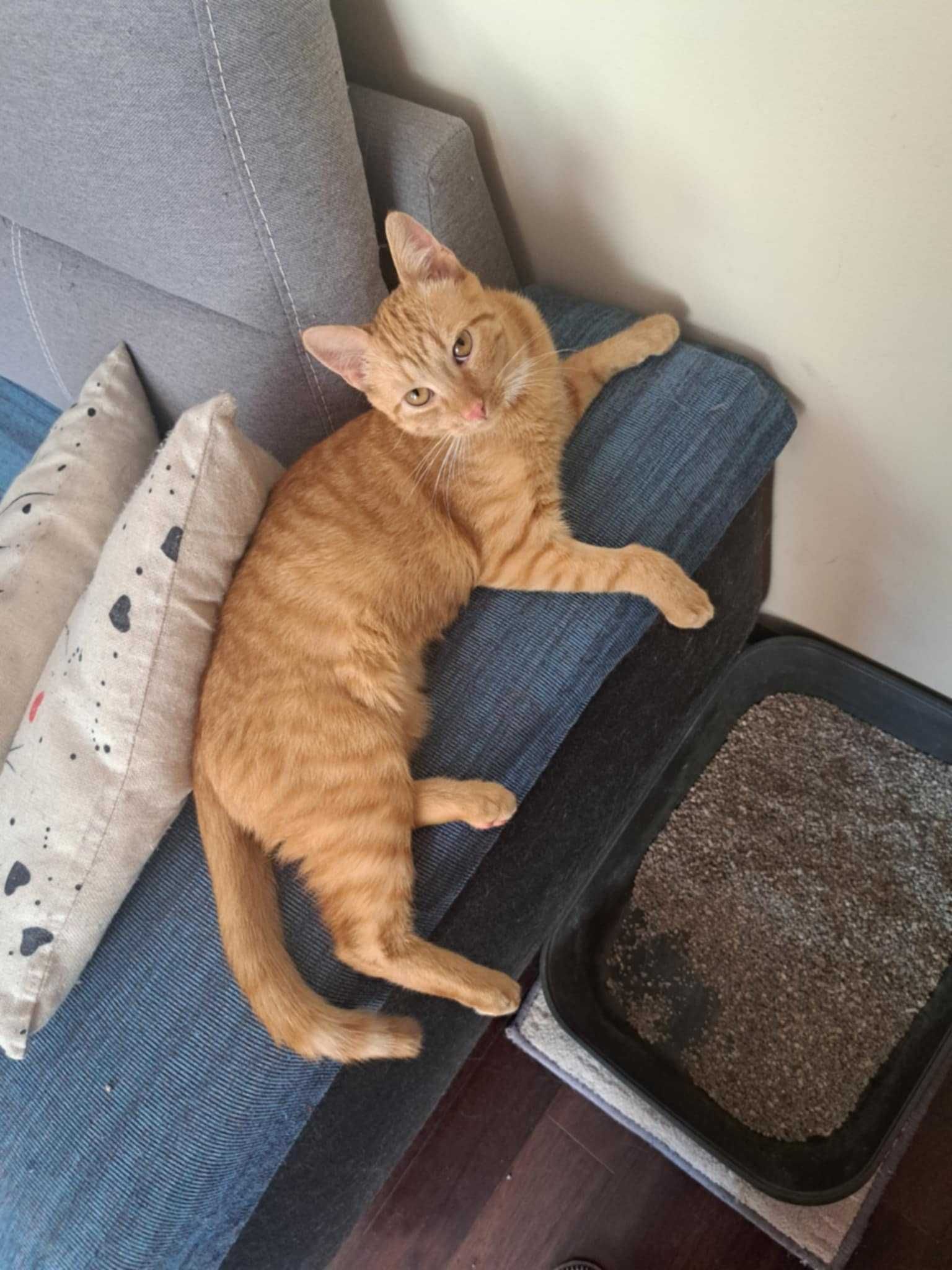 Simba - rudy słodziak szuka domu