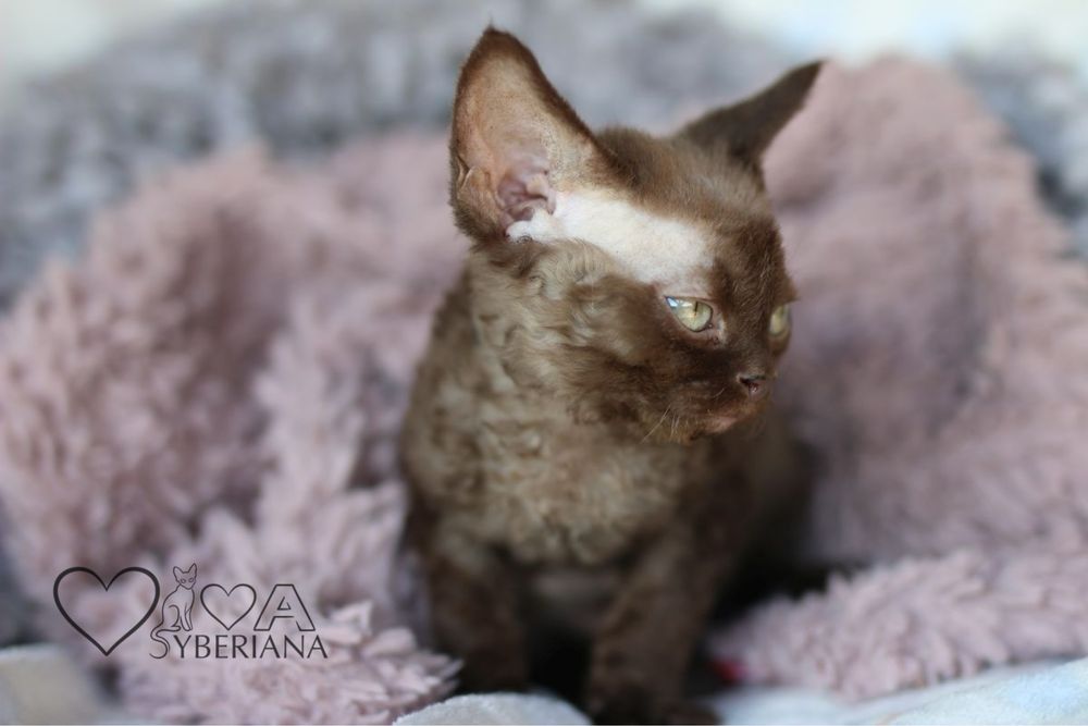 Czekoladowy kocurek devon rex