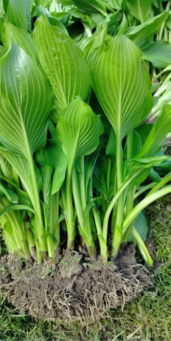 Funkia sadzonki, bardzo ładne