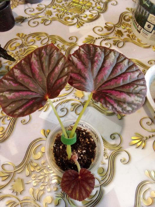 Комнатные домашние цветы. Джинсы новые.