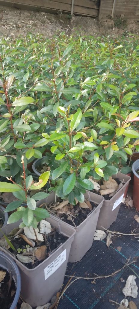 Eugenias para sebes  a partir  de 1€