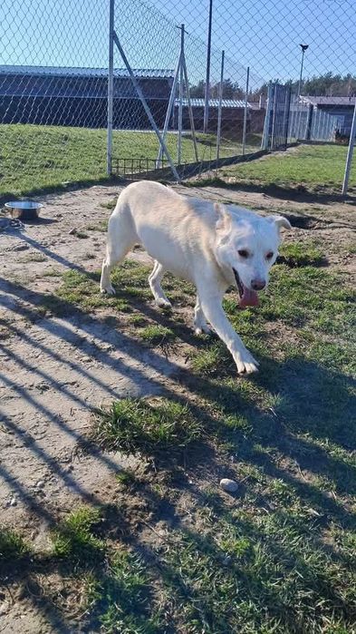 Biały Kosmo czeka na dom!