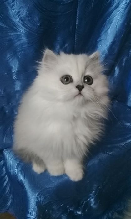 Серебристый белый пепельный шиншилла