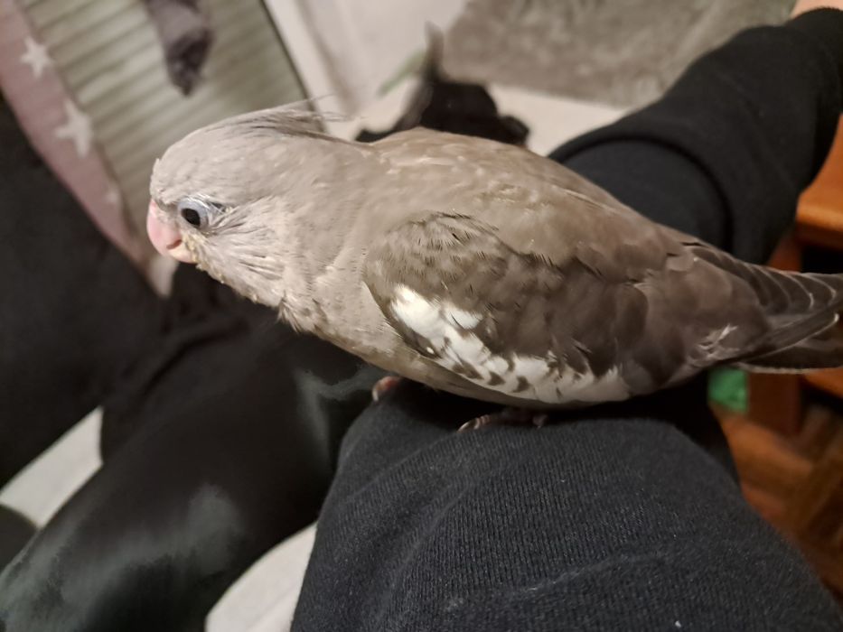 Caturra fêmea para acabar de criar a mão