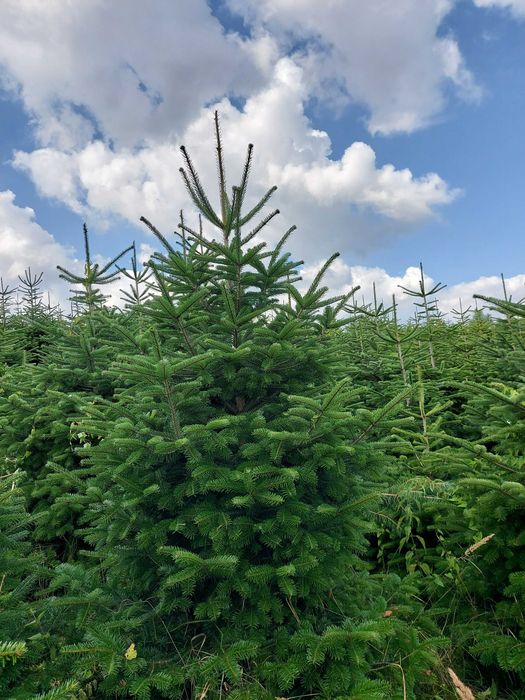 Jodła Kaukaska Cięta 250/300 Producent Plantacja Hurt Detal