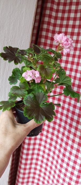 Великі живці сортових пеларгоній