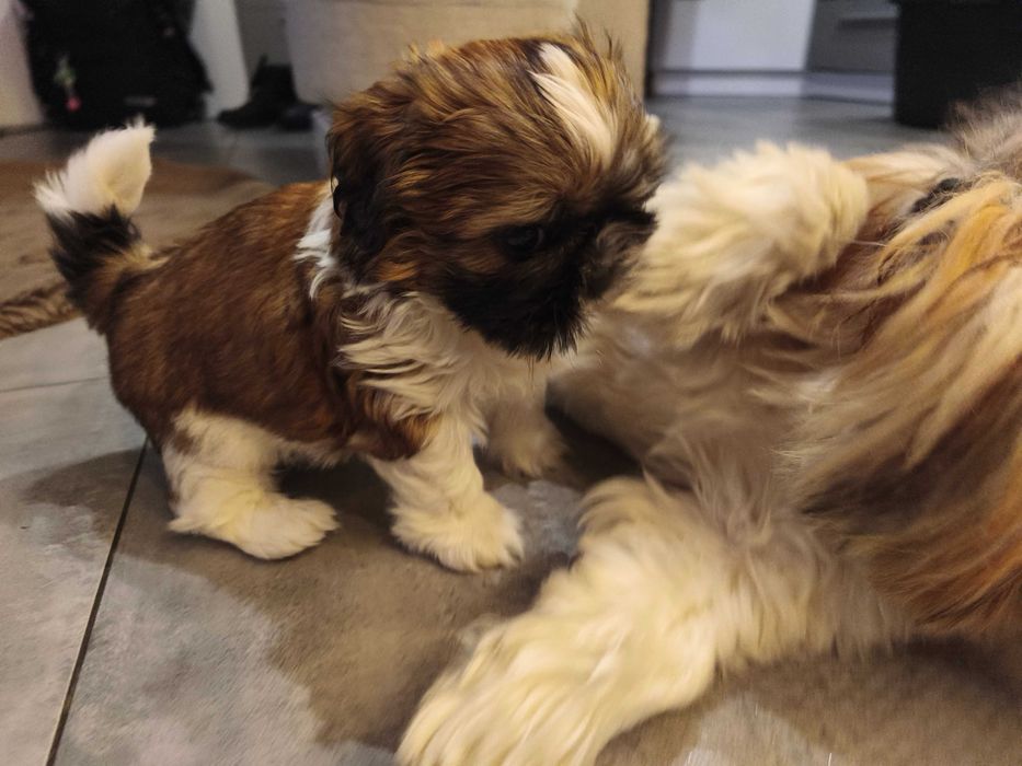 Piesek SHIH TZU samiec