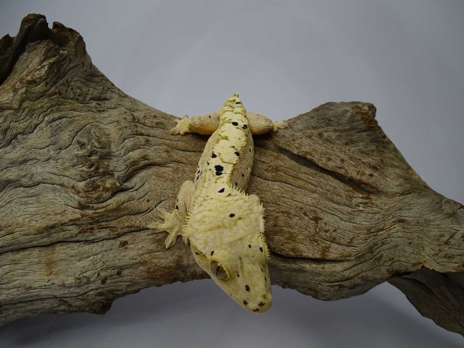 Gekon Orzęsiony samiec Dalmatian