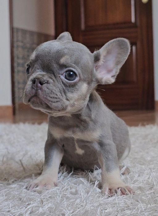 Bulldog Francês macho