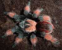 Паук птицеед Brachypelma emilia для новичков