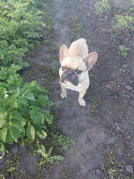 Вязка французского бульдога