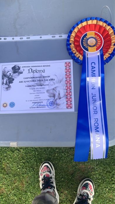 В'язка чемпіон Румунії, України кавалер Київ КСУ FCI