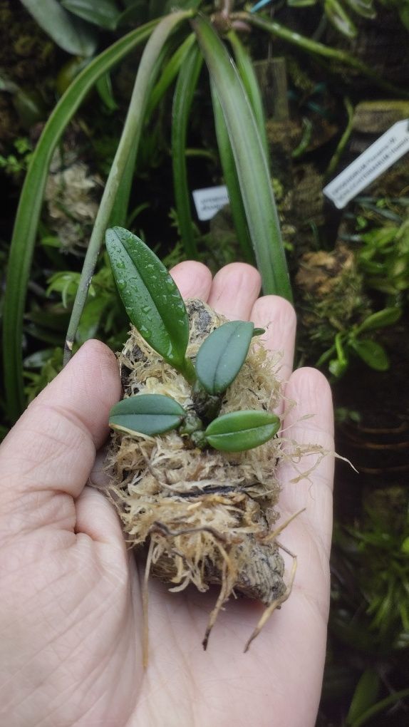 Мініатюрна орхідея bulbophyllum frostii