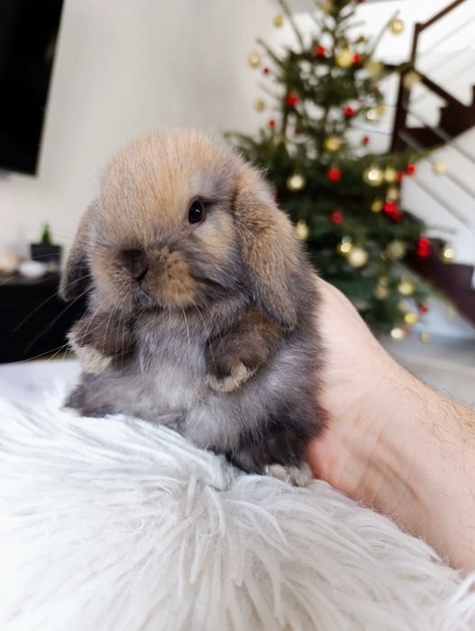 Mini lop karzełek Teddy hodowla zarejestrowana