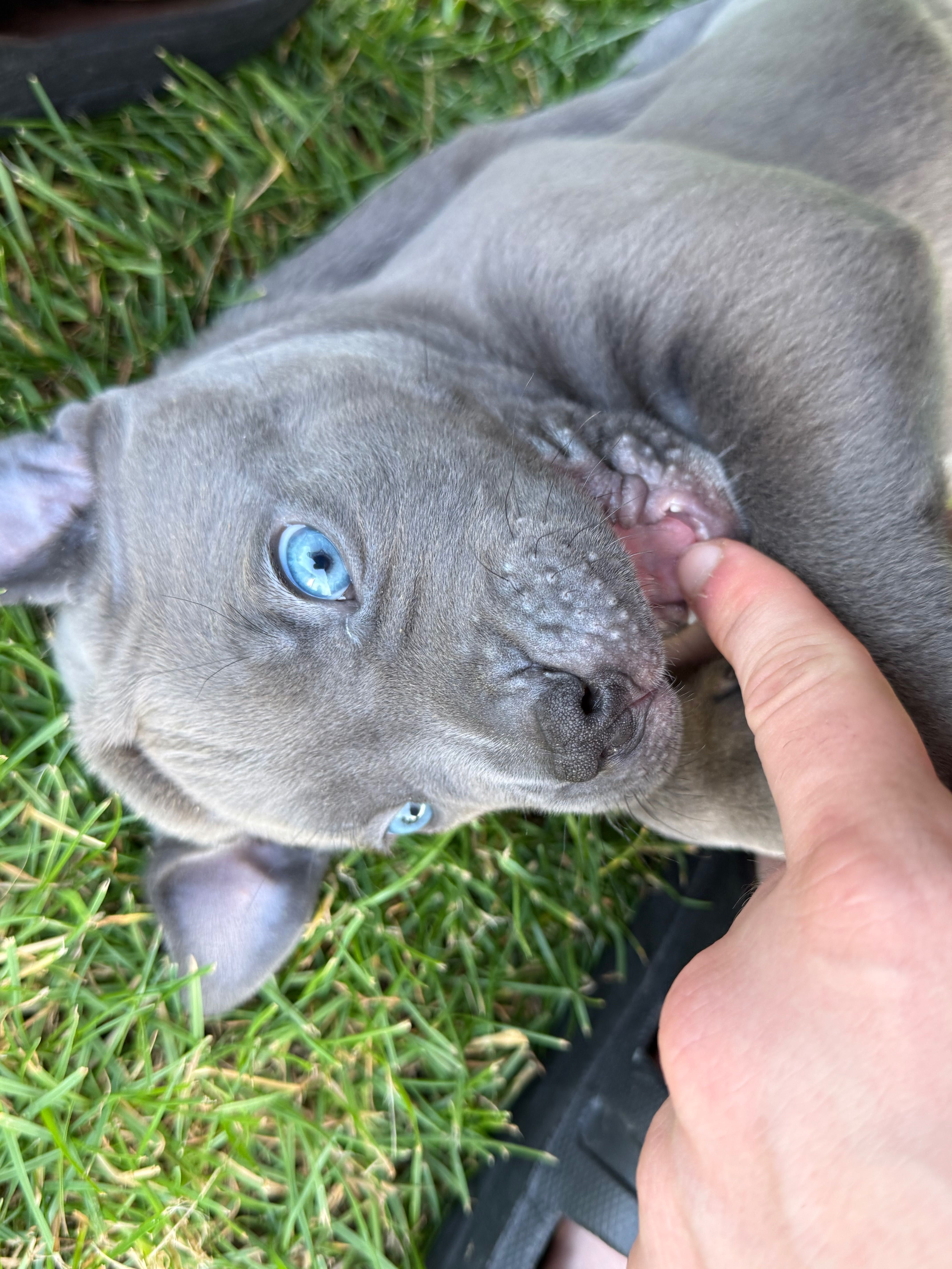 American Bully Xl chłopiec