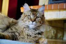Urocza pohodowlana kotka Maine Coon