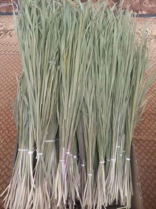 Зубровка зубрівка набір зубровки трава зубровка