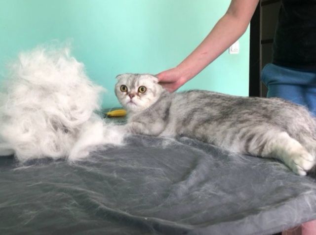 Грумінг. Стрижка котів і собак