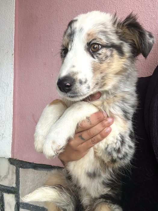 Excelente Menina border collie 3 meses merle
