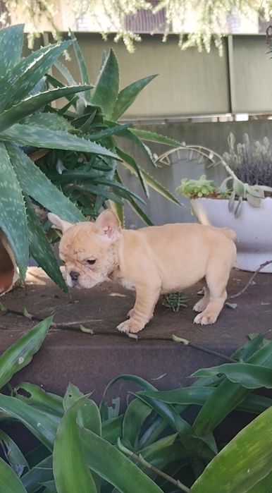 Bulldog Francês Fêmea
