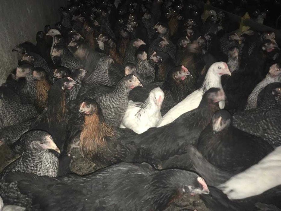 Kury Nioski Młode z pierwszym jajkiem.Zdrowe piękne z wybiegu..