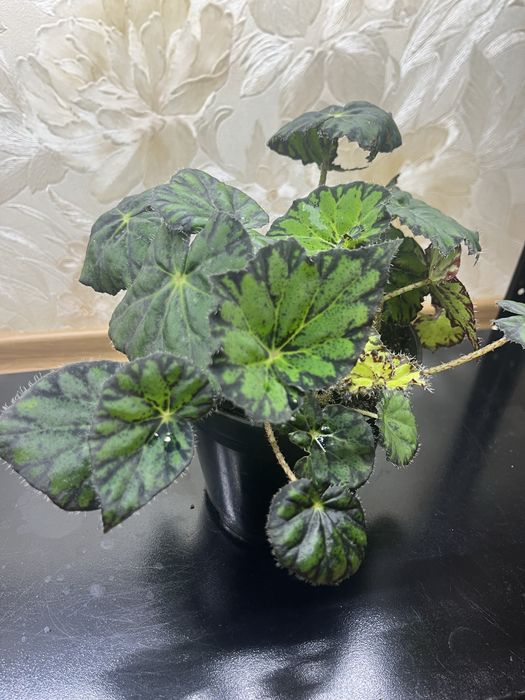 Бегонія Бауера плямиста