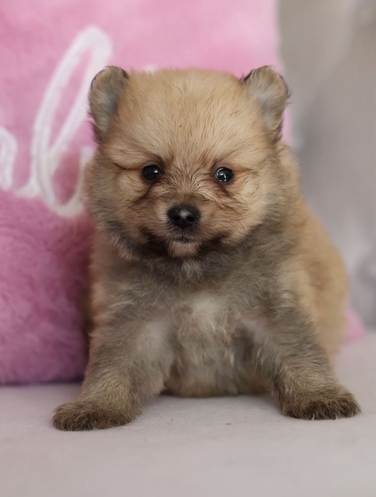 Szpic miniaturowy pomeranian samiec