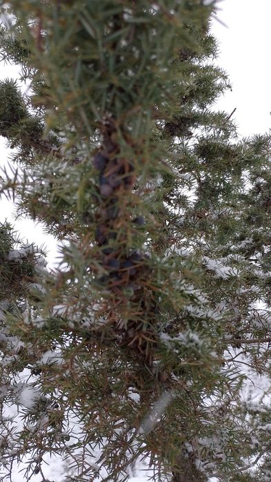 Ягоди ялівцю. Ягоды можжевельника