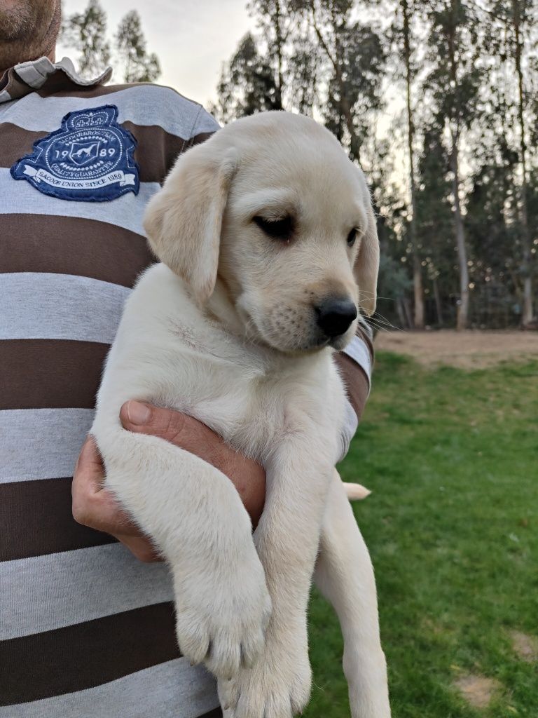 Labrador Retriever
