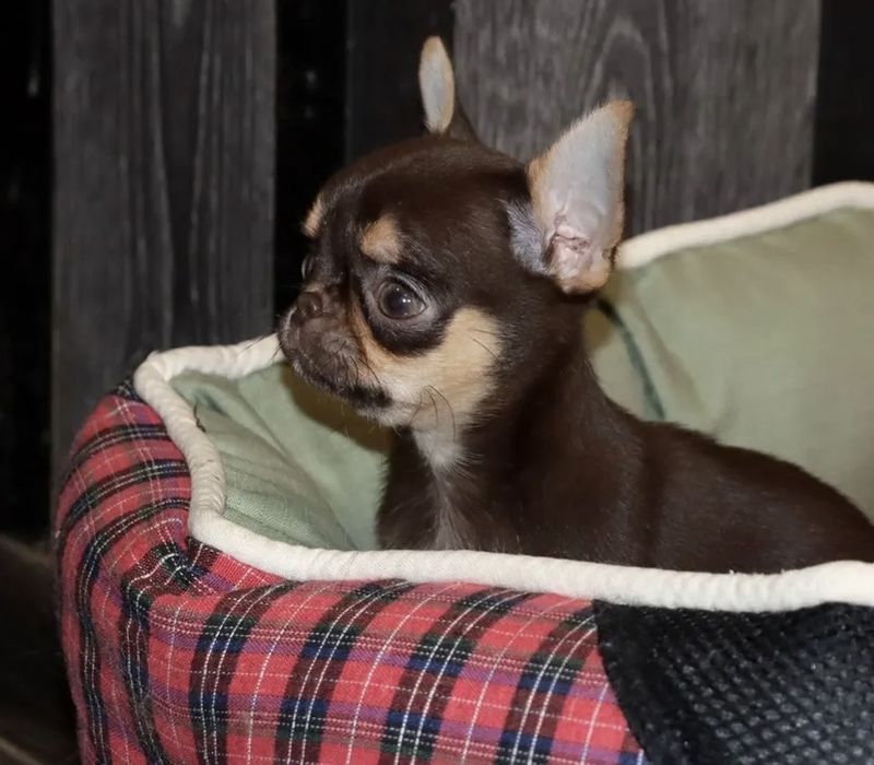 Малышка тип кобби