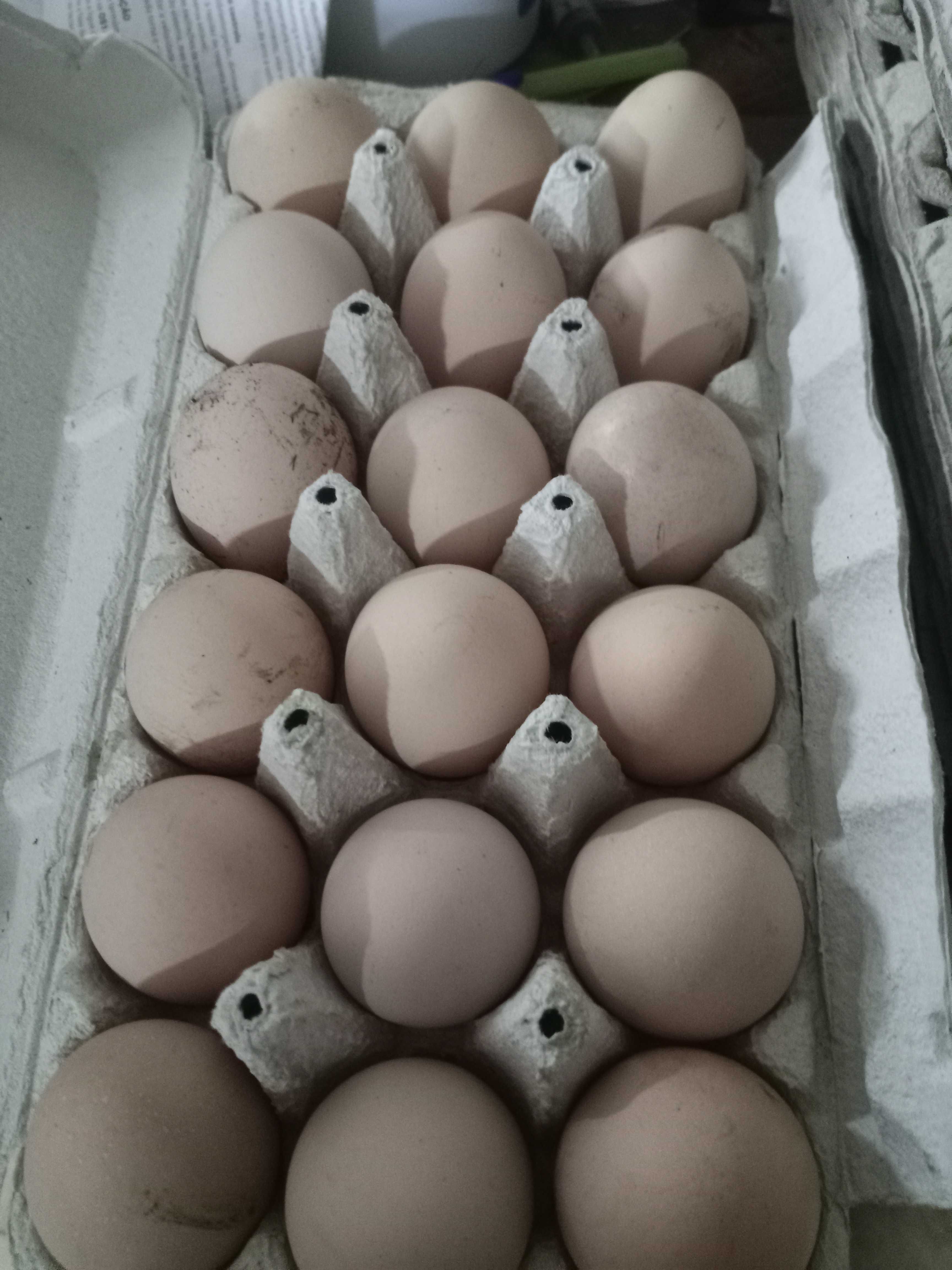 Ovos de galinha maline