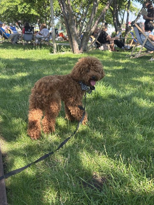 Pudel toy najmniejszy z pudli suczka