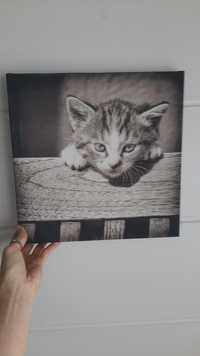 Obrazek kotka - czarno biały