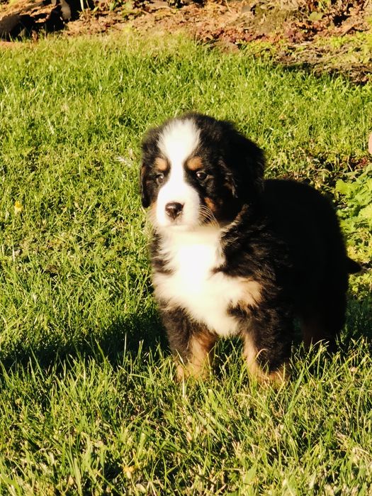 Sprzedam pieska Berneński Pies Pasterski