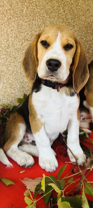 Beagle z metryką ZkwP FCI.