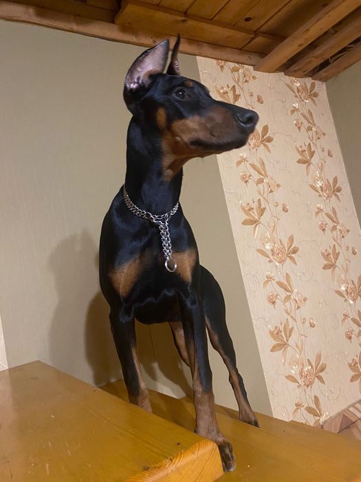 Віддам добермана дівчинку