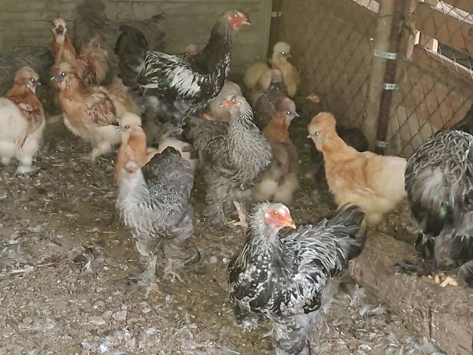 Koguty bchmy olbrzymiej , silka i Kochin jarzębiaty