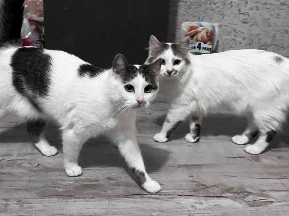 Вишукані киці шукають Сім'ю