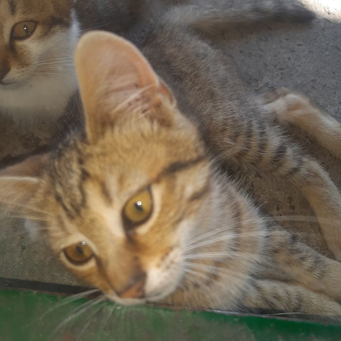 Отдам котят в хорошие руки бесплатно