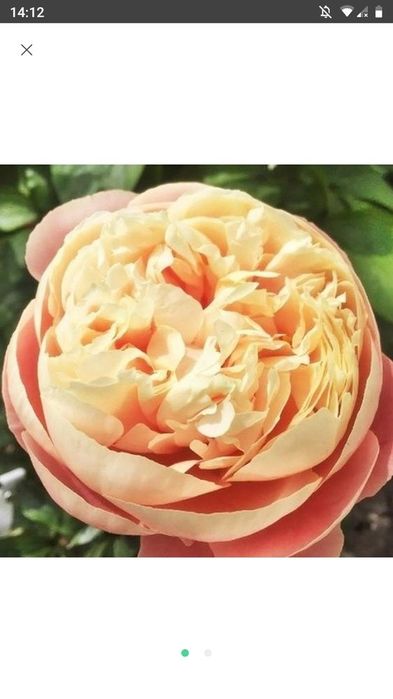 Півонія трав'яниста Kings Day, Pastelegance,Kirinmaru,Bob,Gardenia.